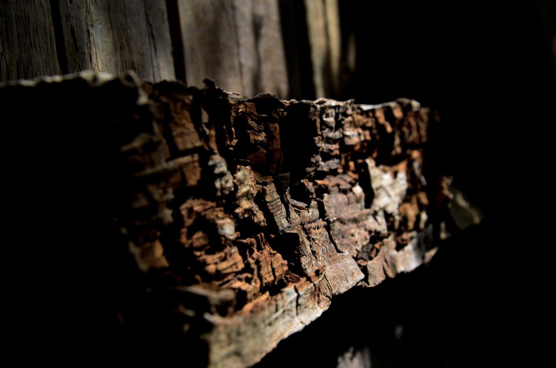 Wood rot decay