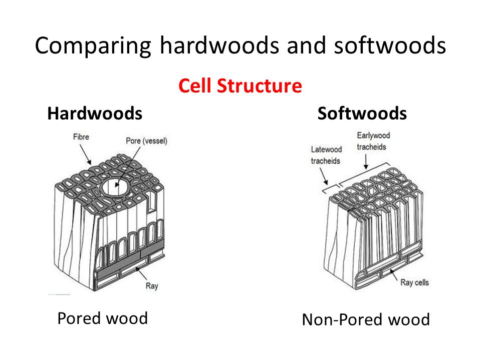 Compare Hardwoods and Softwoods