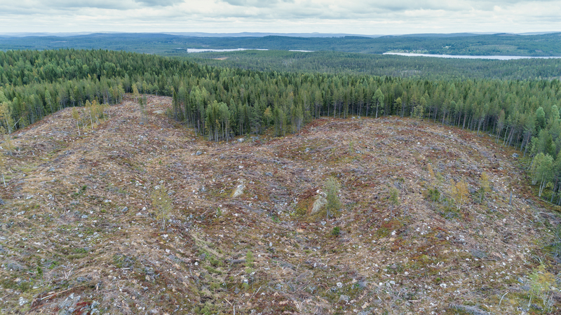 Why Velvet’s claim of protecting forests should be flushed away (Greenpeace) Andrew Goto